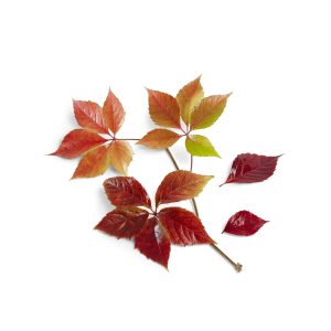 Composition de feuilles d'automne